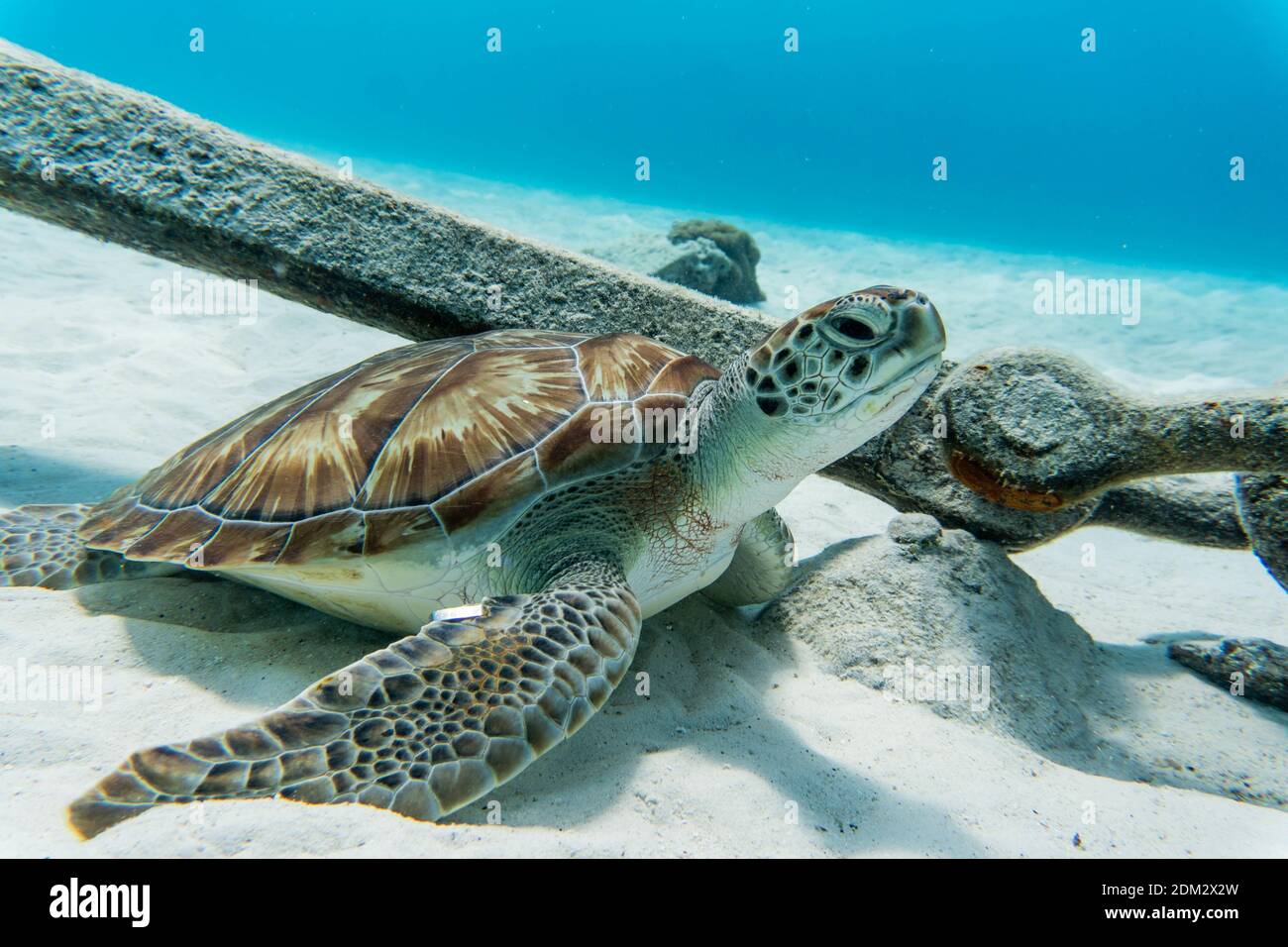 An amazing shot of a sea turtle swimming in the crystally clear water ...
