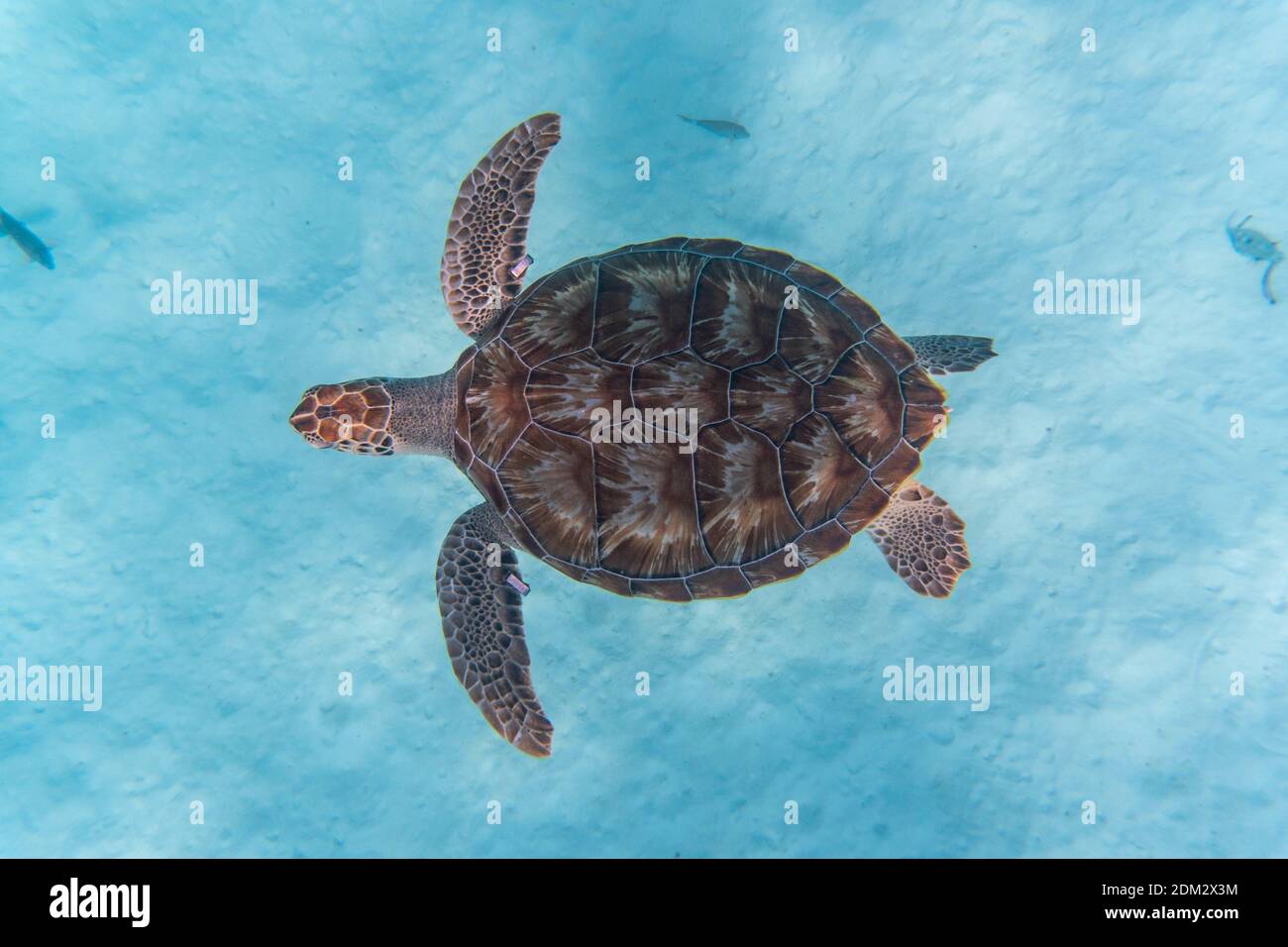 An amazing shot of a sea turtle swimming in the crystally clear water ...