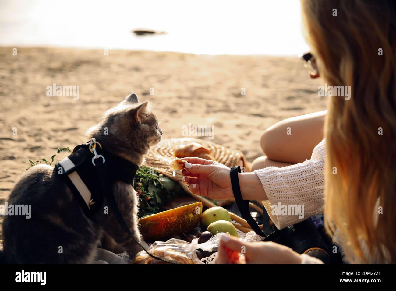 This stock photo shows a Scottish Straight gray cat with a leash on the beach on a sunny day Stock Photo