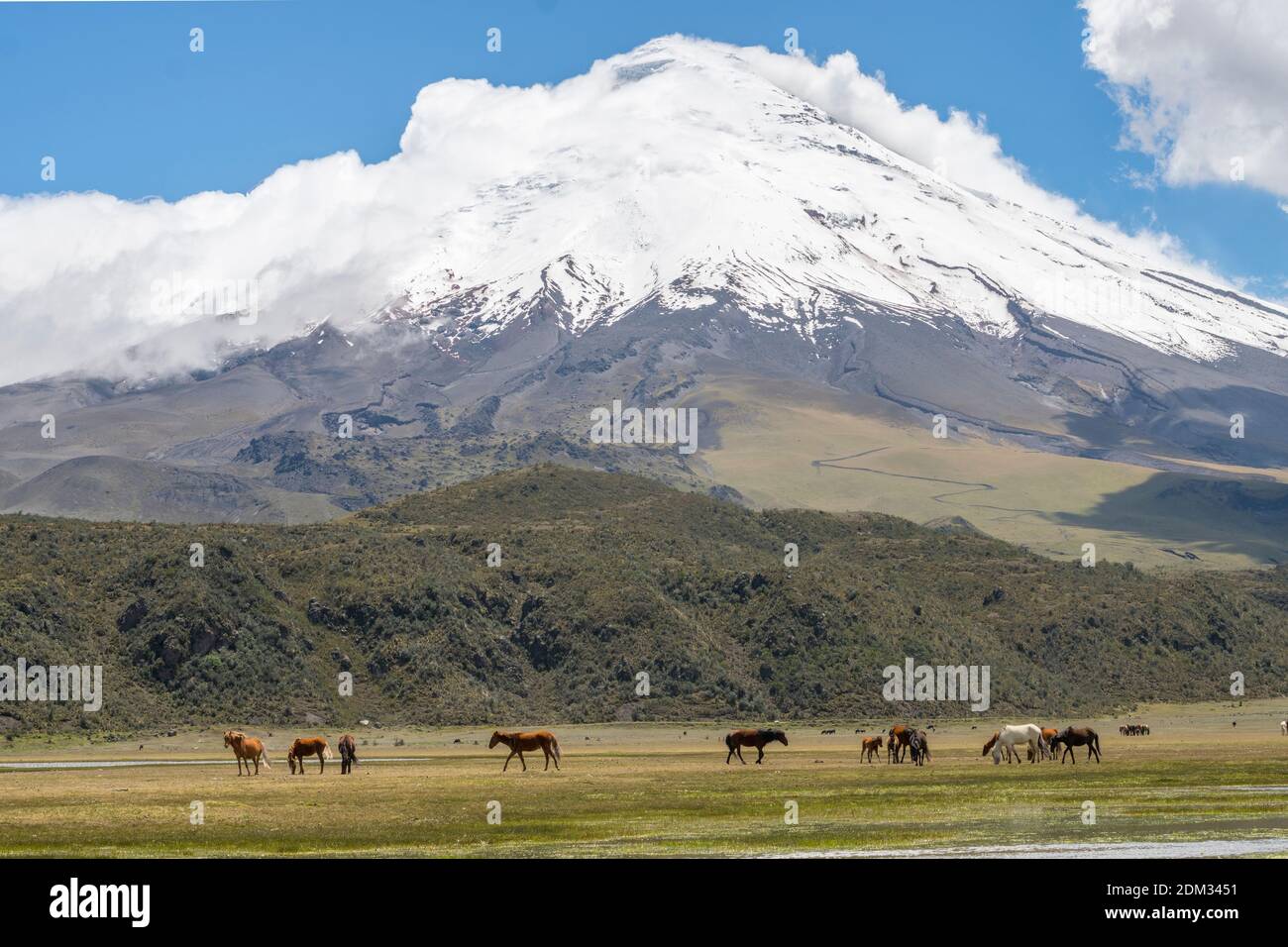 The snowcapped Cotopaxi Volcano with wild horses in the foreground. Cotopaxi National Park in the Ecuadorian Andes. Stock Photo