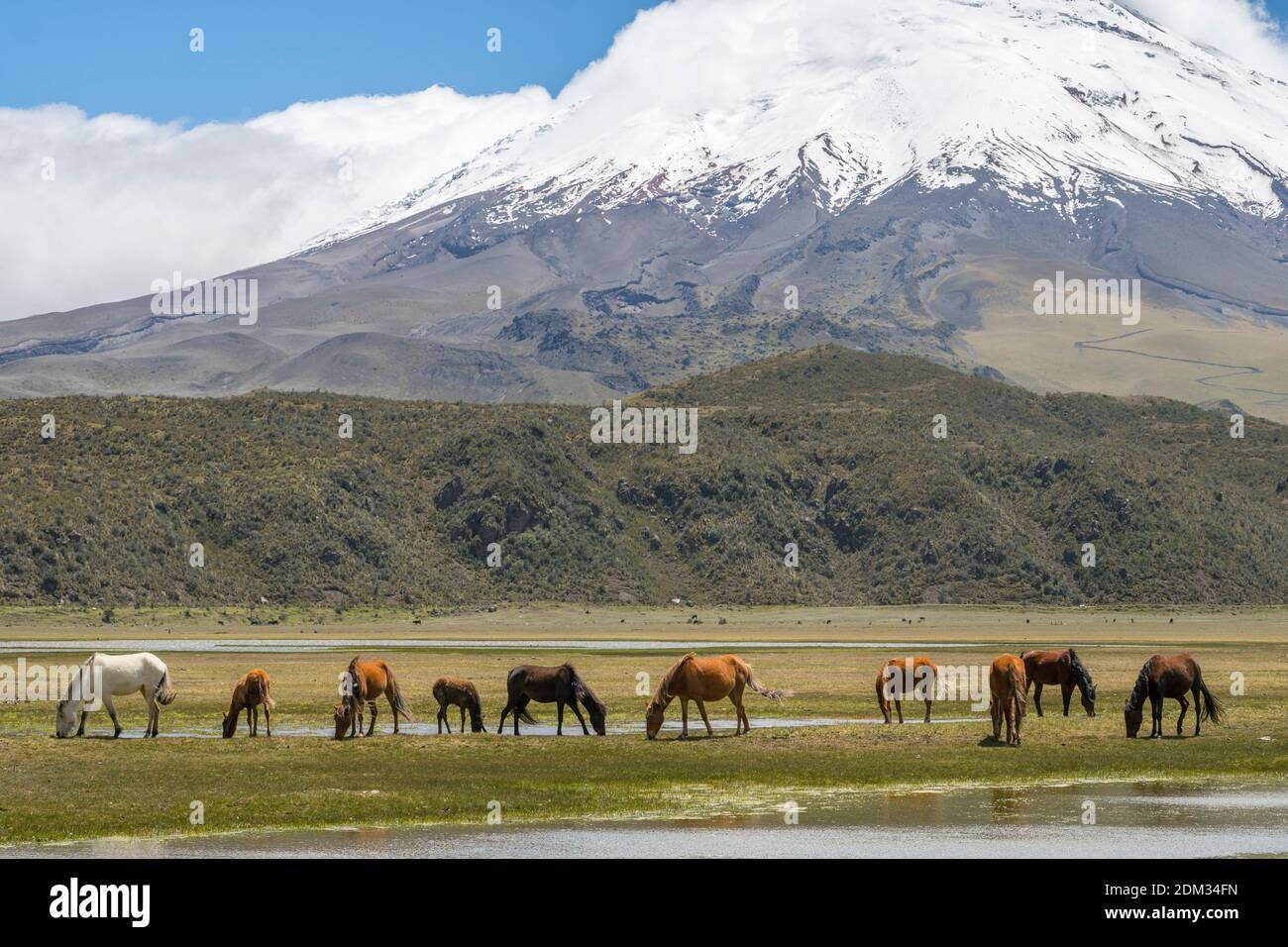 The snowcapped Cotopaxi Volcano with wild horses in the foreground. Cotopaxi National Park in the Ecuadorian Andes. Stock Photo