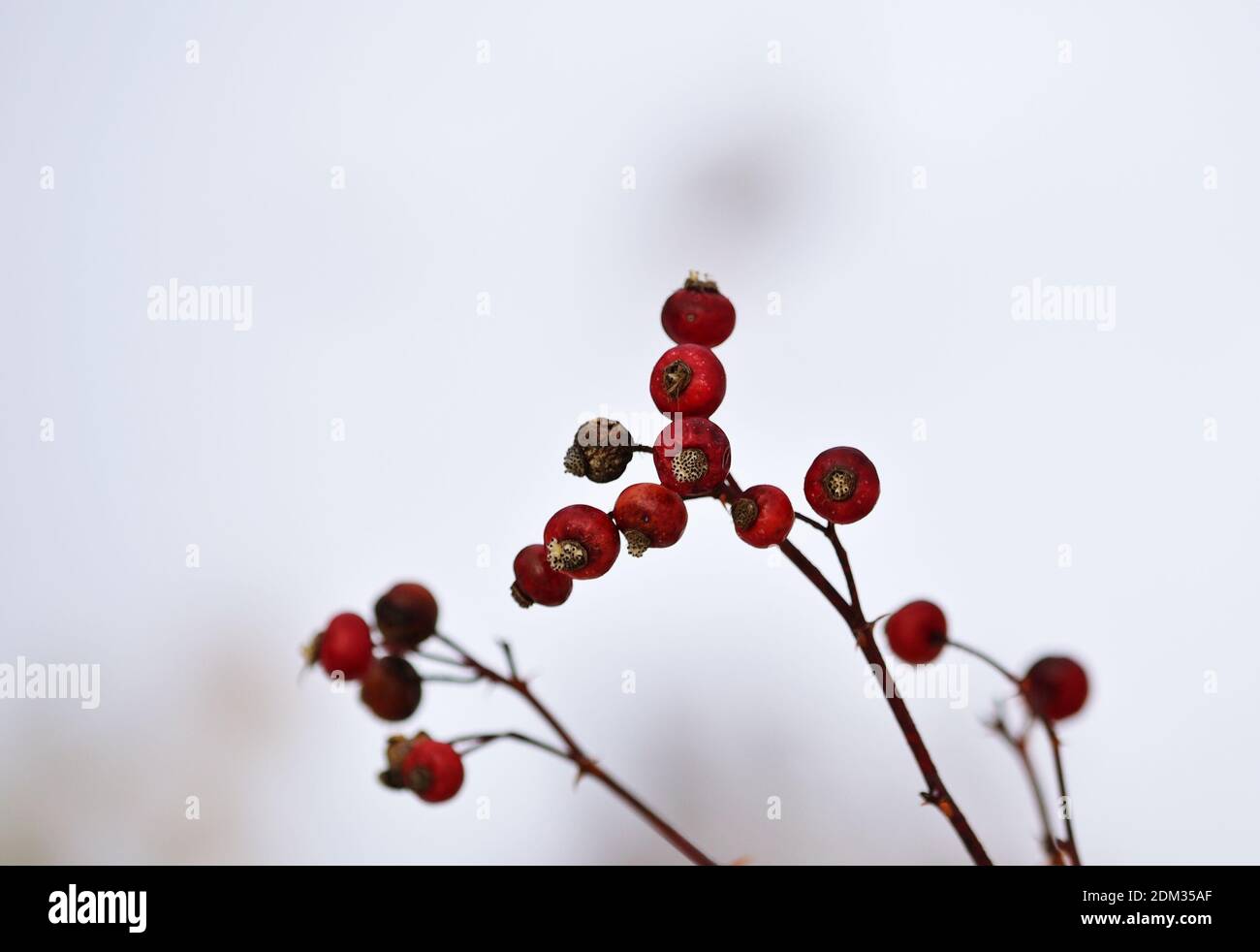 Winter background with red berries on a snowy day Stock Photo - Alamy