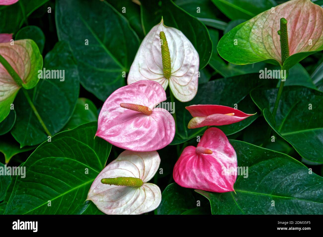anthuriums, Flamingo flowers, Araceae, arum family, tropical, cultivated flowers, large green leaves, pink, white, rose, summer Stock Photo