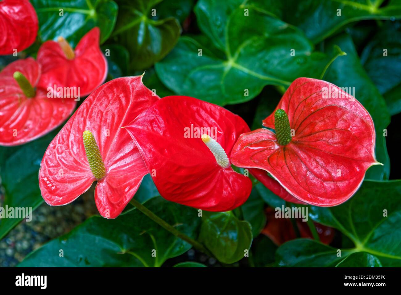 anthuriums, Flamingo flowers, Araceae, arum family, tropical, cultivated flowers, bright red, large green leaves, nature Stock Photo