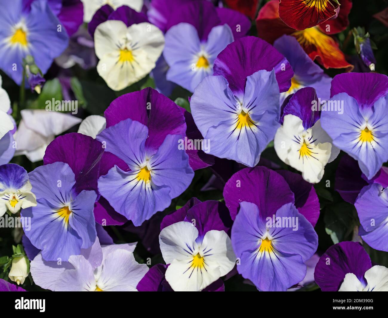 Flowering violets, viola cornuta, in spring Stock Photo
