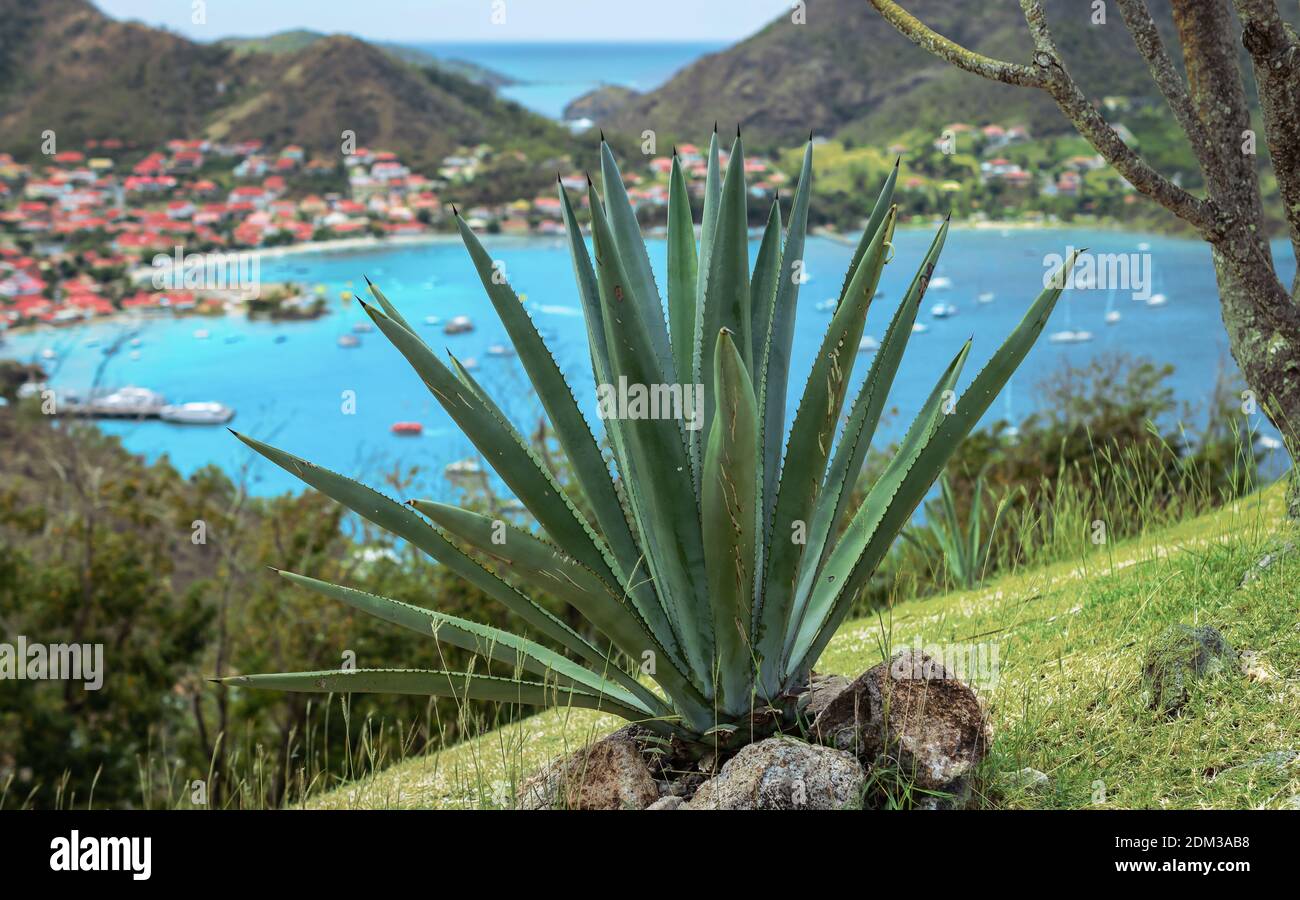 Aloe Vera plant on tropical Island of Guadeloupe. Stock Photo
