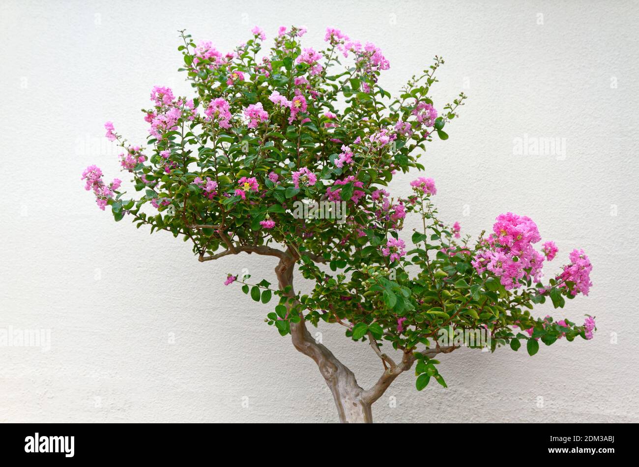 flowering bonsai tree, long-term cultivation and pruning techniques, pot confinement, miniature tree in container, skill, Stock Photo