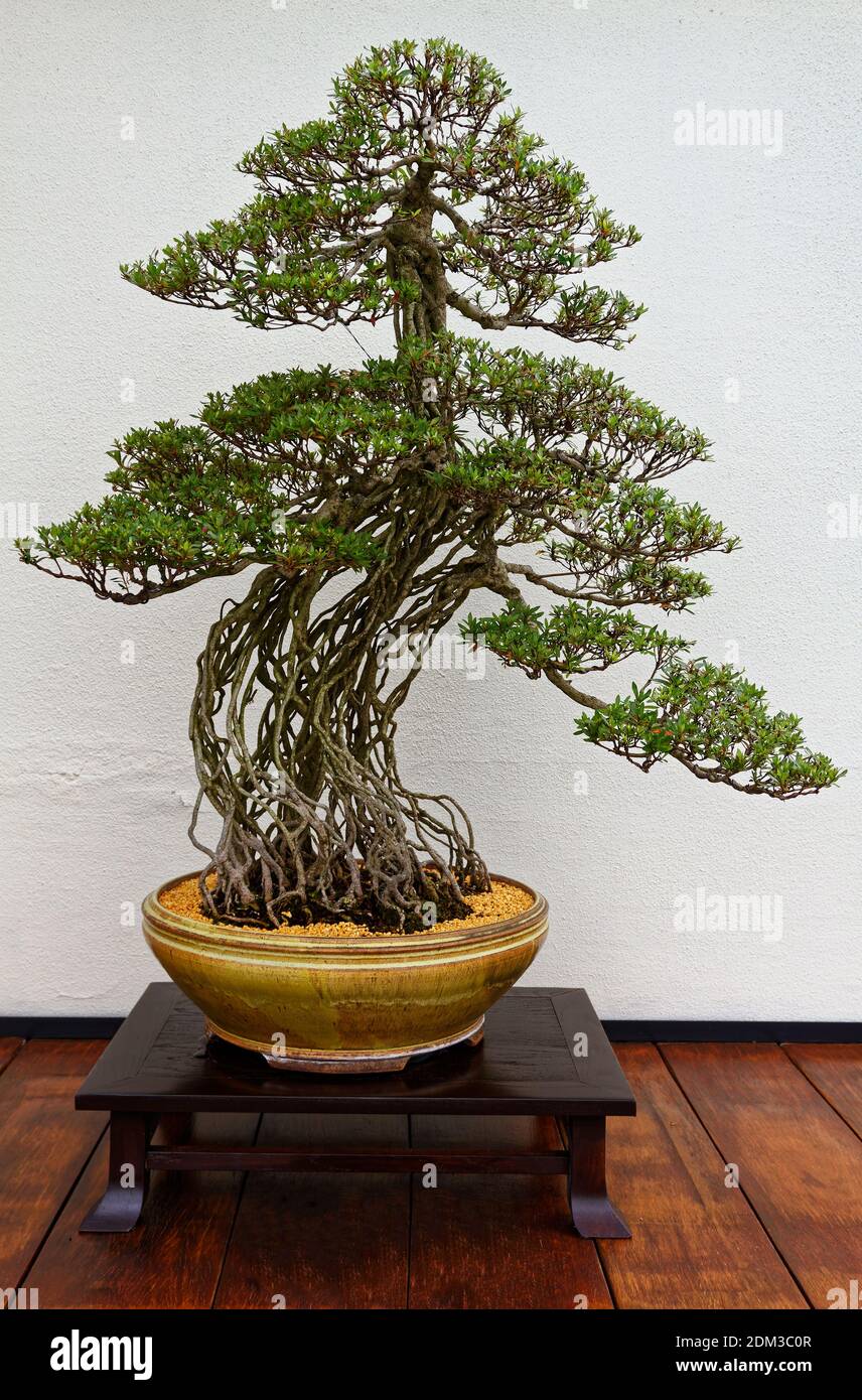 bonsai, Satsuki azalea, Rhododendron, training from 1973, long-term cultivation and pruning techniques, pot confinement, miniature tree in container, Stock Photo