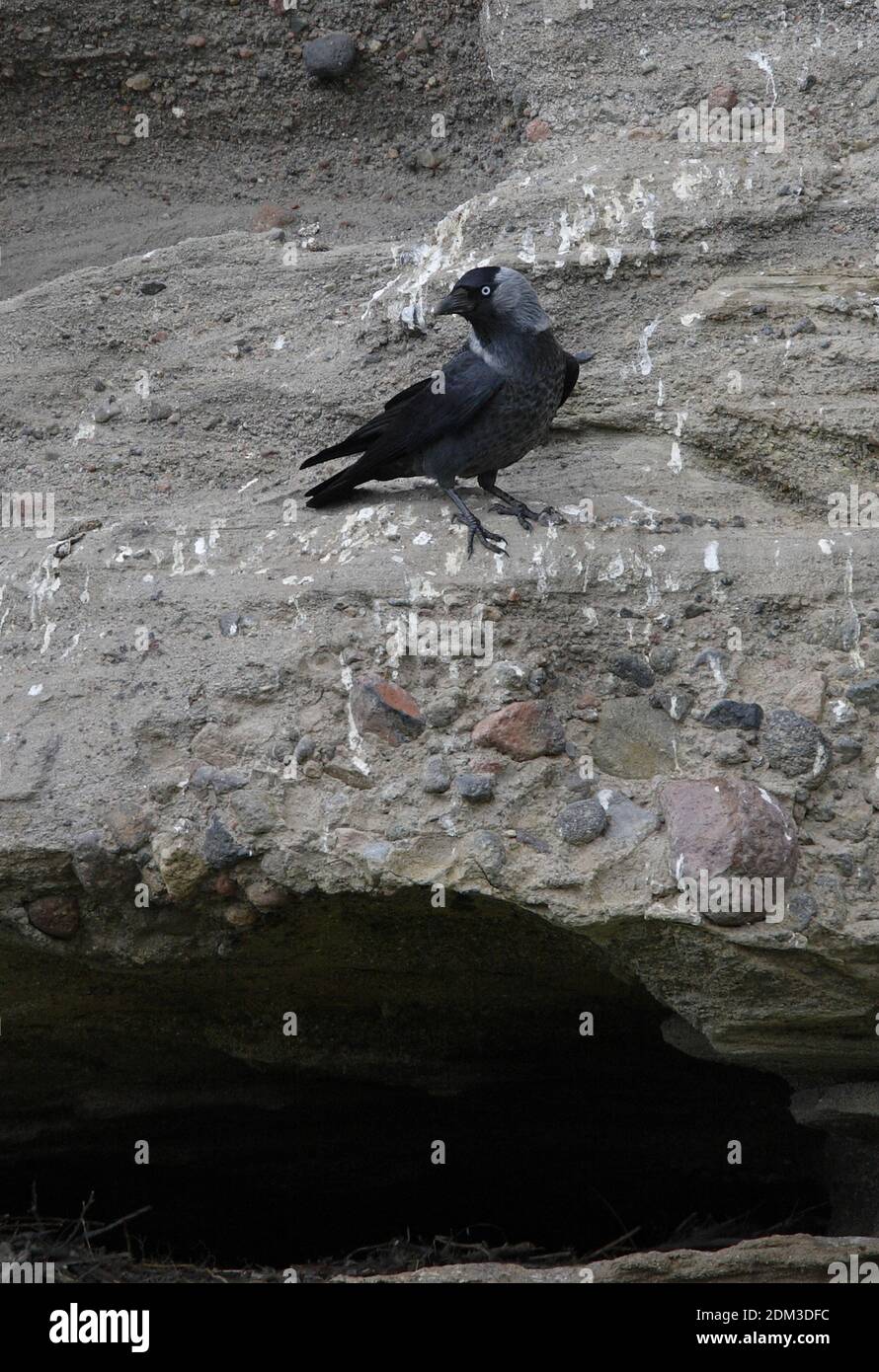Eurasian Jackdaw (Corvus monedula soemmerringii) adult on breeding cliff  Lake Sevan, Armenia                May Stock Photo