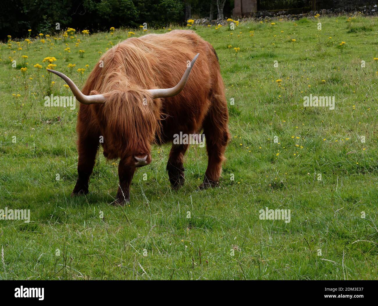 Highland Cattle Longhorn High Resolution Stock Photography and Images ...