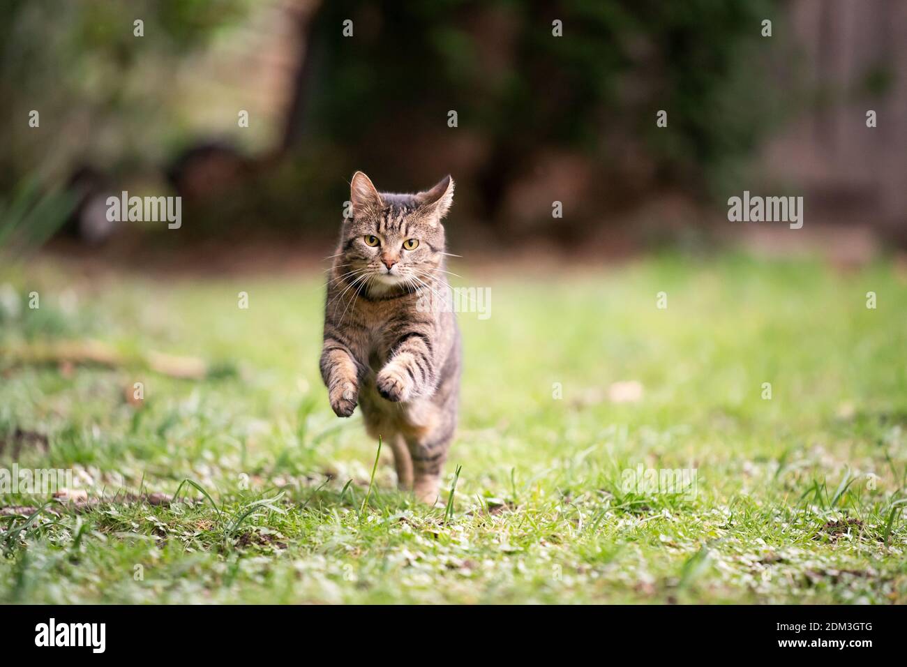 tabby cat looking running towards camera on grass in garden Stock Photo
