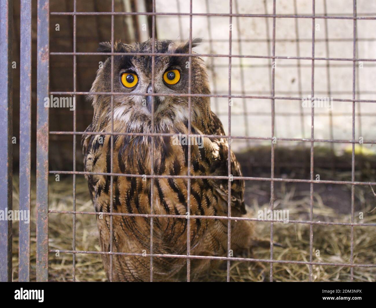 Portrait Of Owl In Cage Stock Photo - Alamy