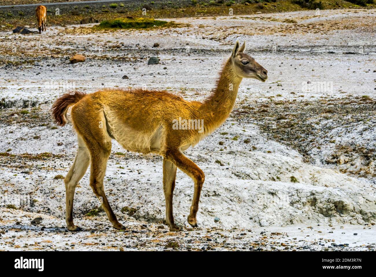 Guanaco Wild Lama Eating Salt Atacama Salar Salt Flats Torres del Paine National Park Patagonia Chile Stock Photo