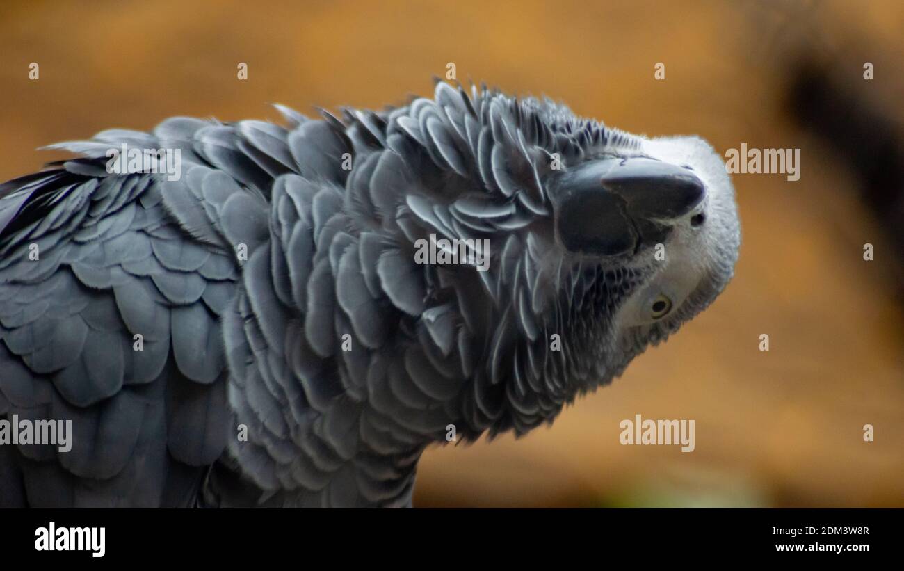 Cheeky Parrot Stock Photo