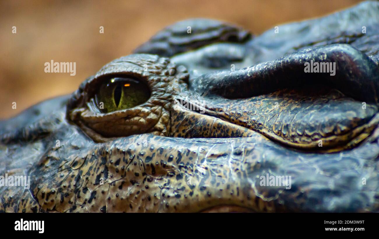 Crocodile Eye Stock Photo