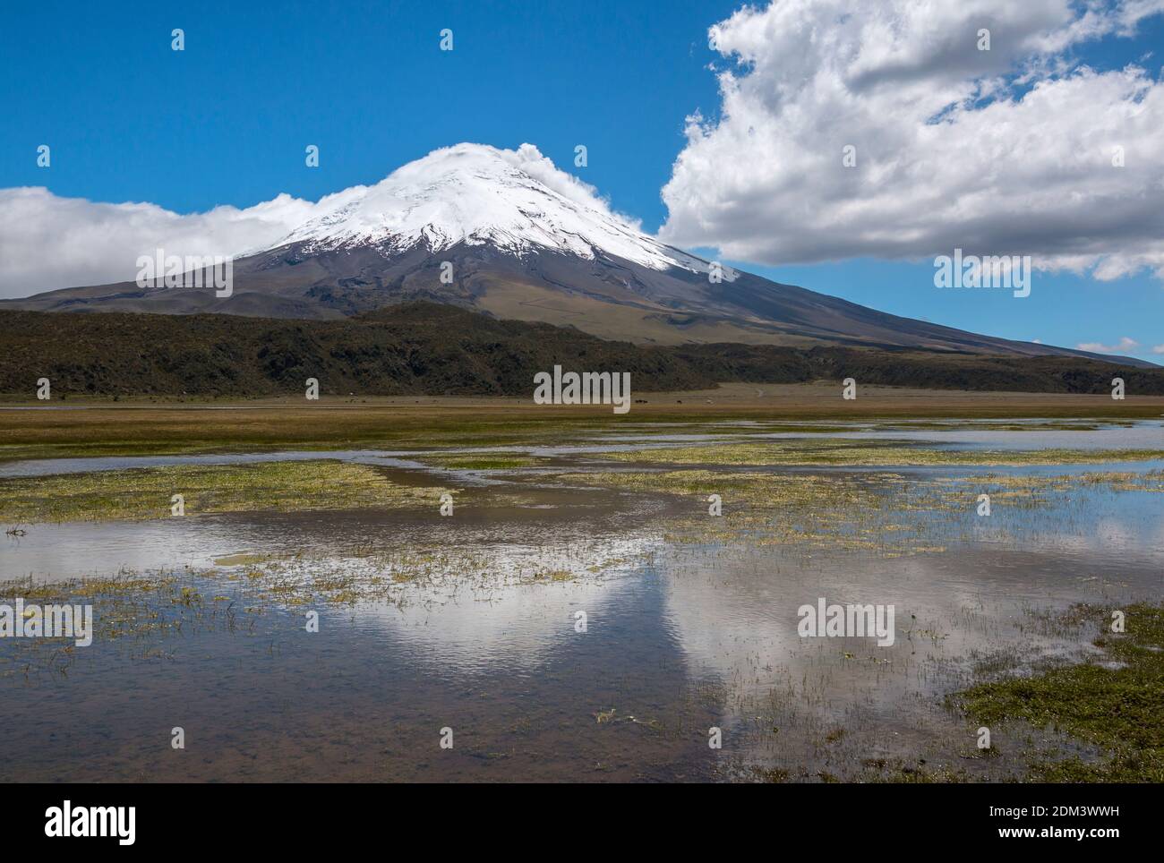 The snowcapped Cotopaxi Volcano reflected in a lake  (Laguna Limpiopungo). Cotopaxi National Park in the Ecuadorian Andes. Stock Photo