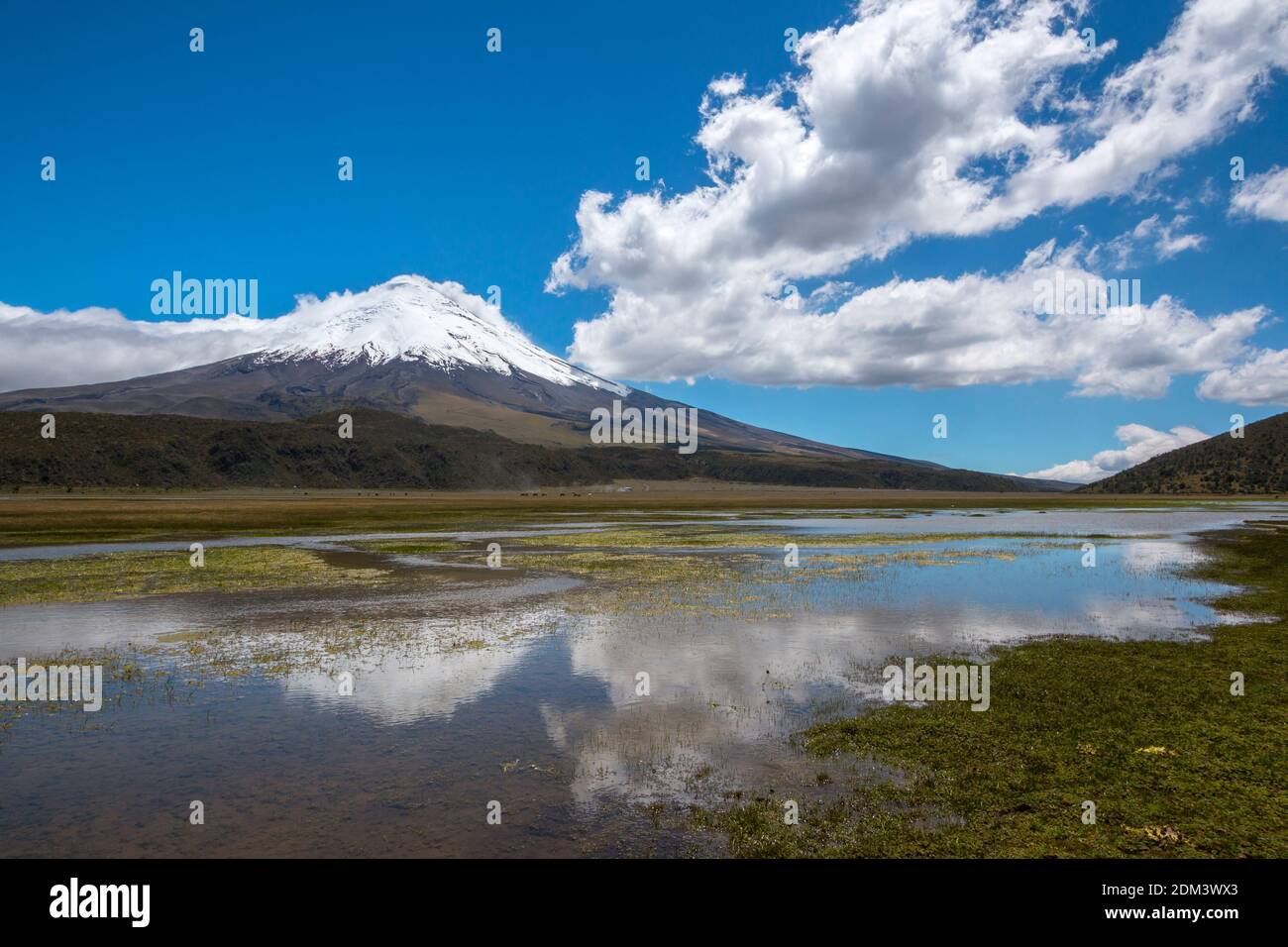 The snowcapped Cotopaxi Volcano reflected in a lake  (Laguna Limpiopungo). Cotopaxi National Park in the Ecuadorian Andes. Stock Photo