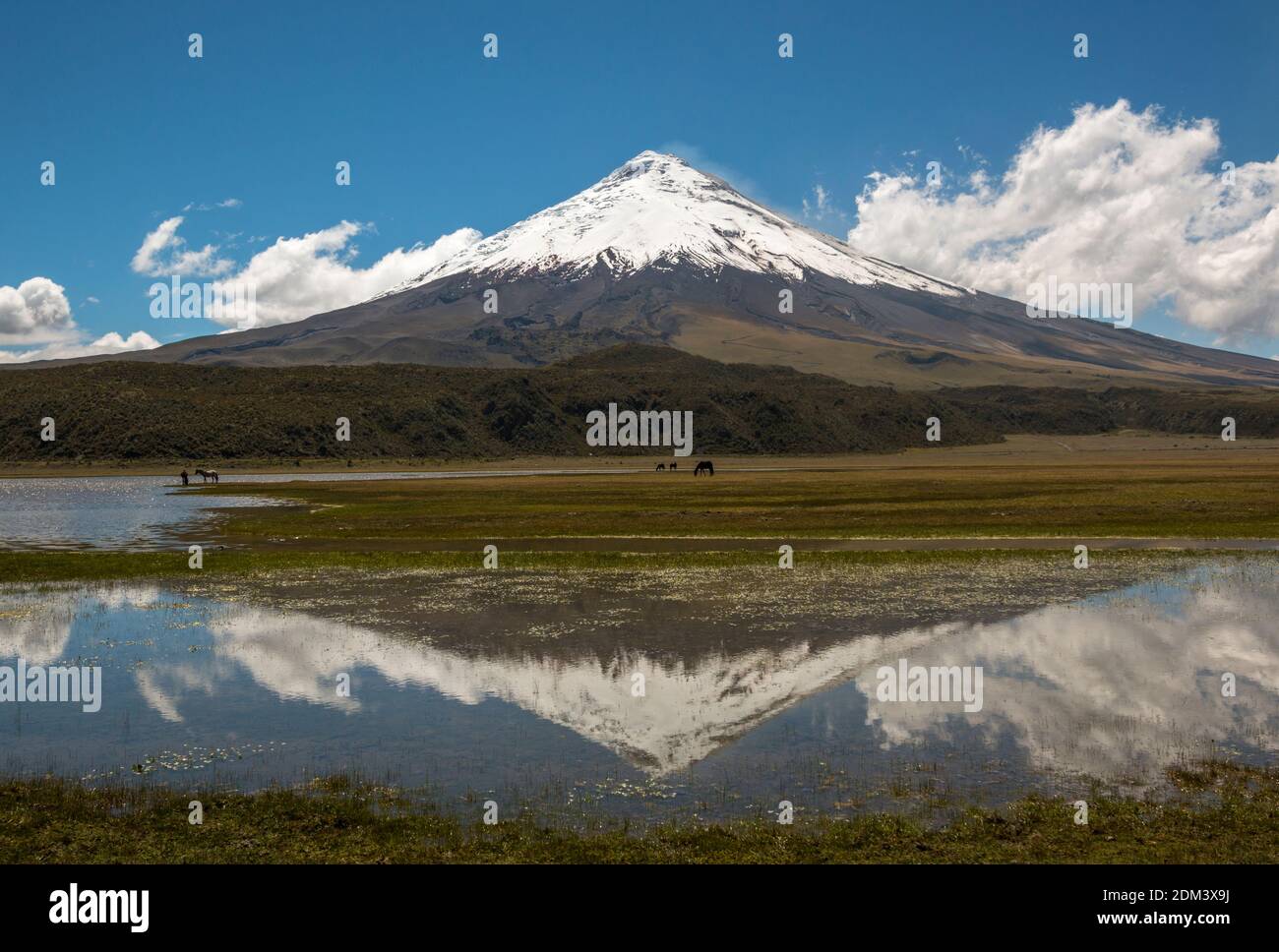 The snowcapped Cotopaxi Volcano reflected in a lake  (Laguna Limpiopungo) with wild horses. Cotopaxi National Park in the Ecuadorian Andes. Stock Photo