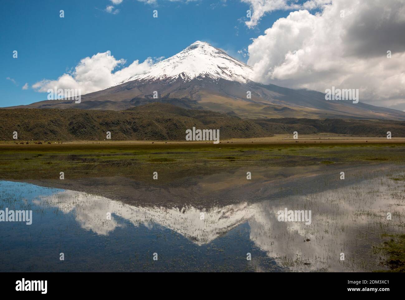 The snowcapped Cotopaxi Volcano reflected in a lake  (Laguna Limpiopungo). Cotopaxi National Park in the Ecuadorian Andes. Stock Photo