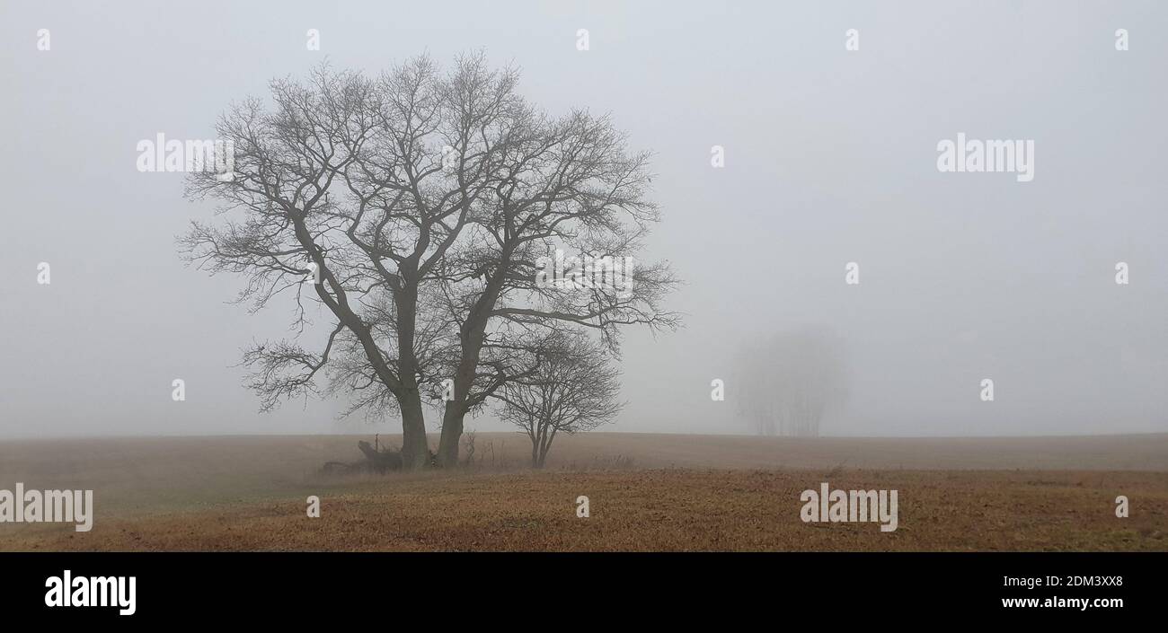 Misty winter landscape with barren trees Stock Photo