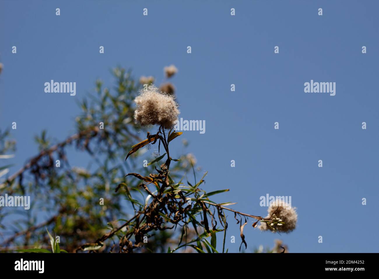 White achene fruit, Seepwillow, Baccharis Salicifolia, Asteraceae, native, shrub, Ballona Freshwater Marsh, Southern California Coast, Summer. Stock Photo