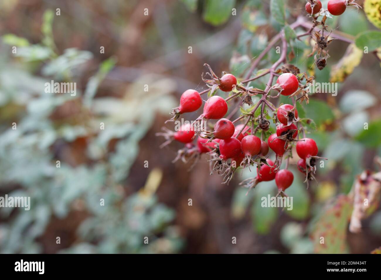 Red accessory achene fruit, California Rose, Rosa Californica, Rosaceae, native shrub, Ballona Freshwater Marsh, Southern California Coast, Autumn. Stock Photo