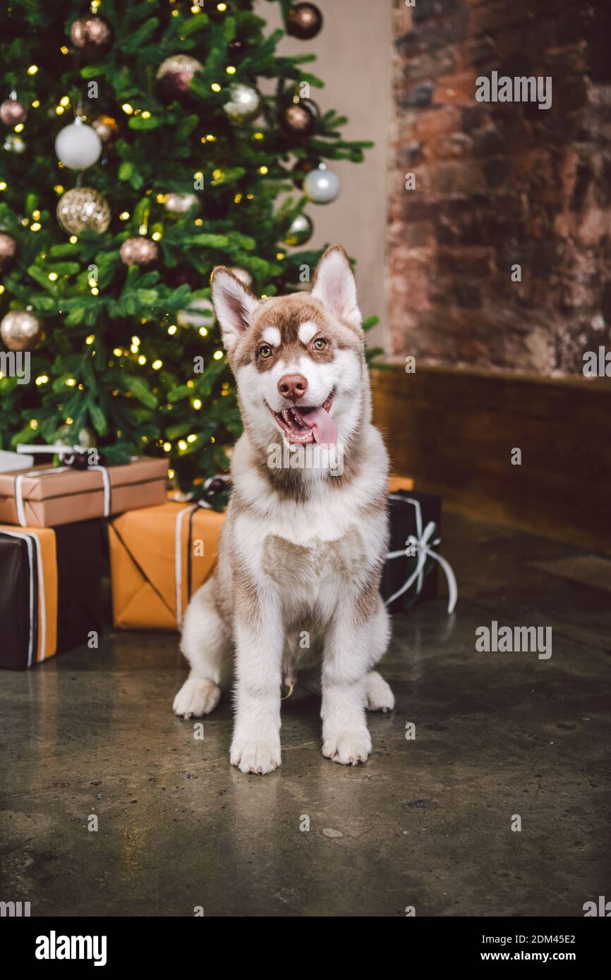 Dog wolf breed husky white-brown color sits near christmas tree. Pet ...