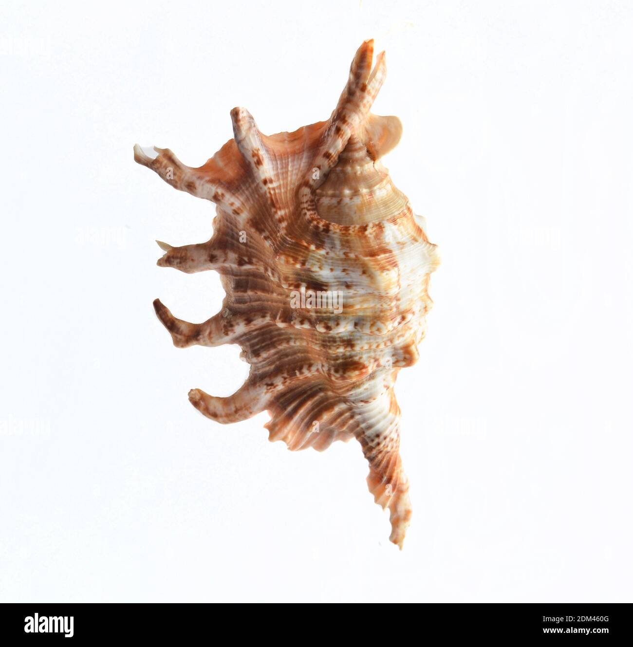 Seashell isolated on white background Stock Photo - Alamy