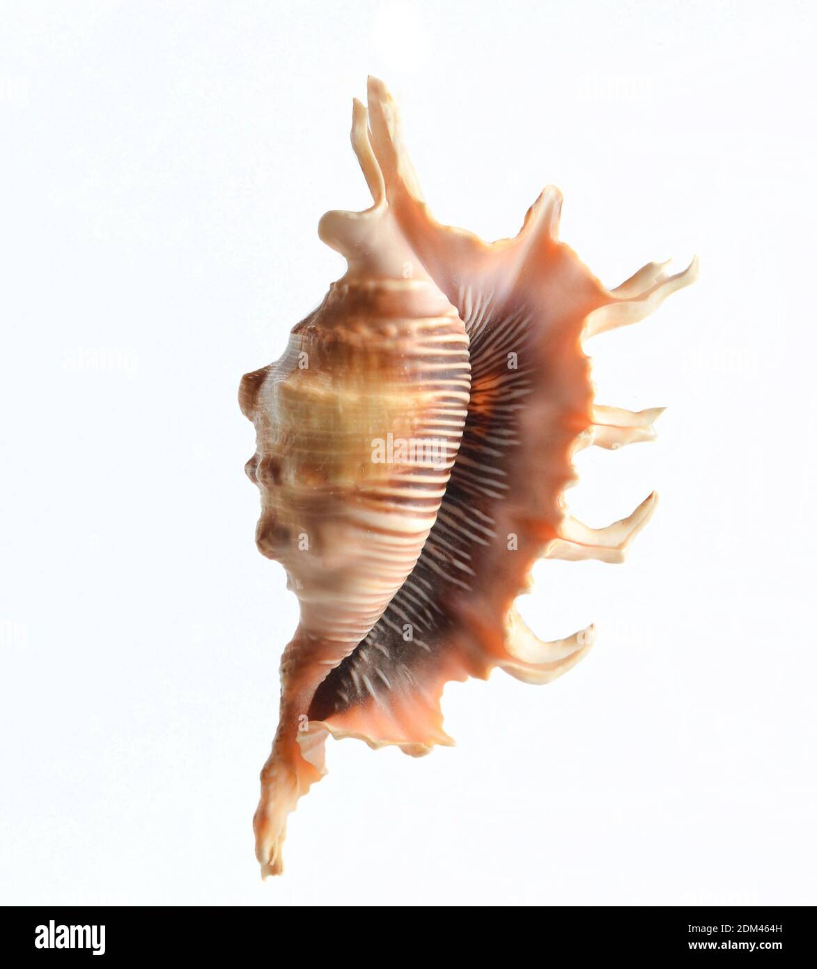 Seashell isolated on white background Stock Photo - Alamy