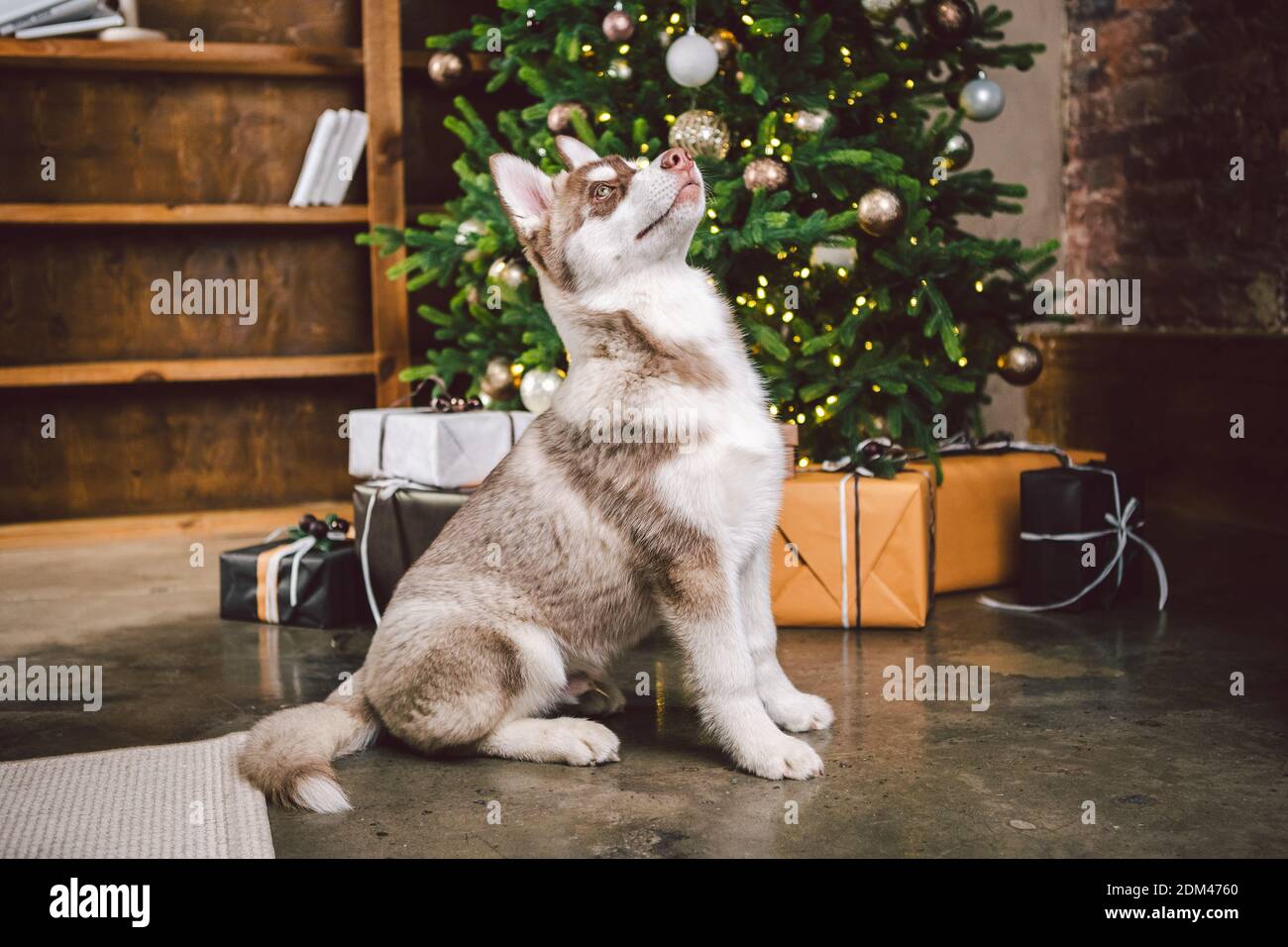 Christmas Husky dog. Hotel concept for animals. Vet Clinic. Animal ...