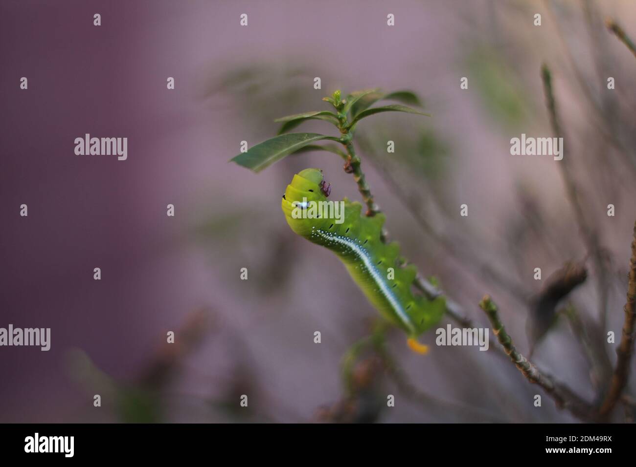 Green Worm Hanging On The Tree Leave Stock Photo Alamy