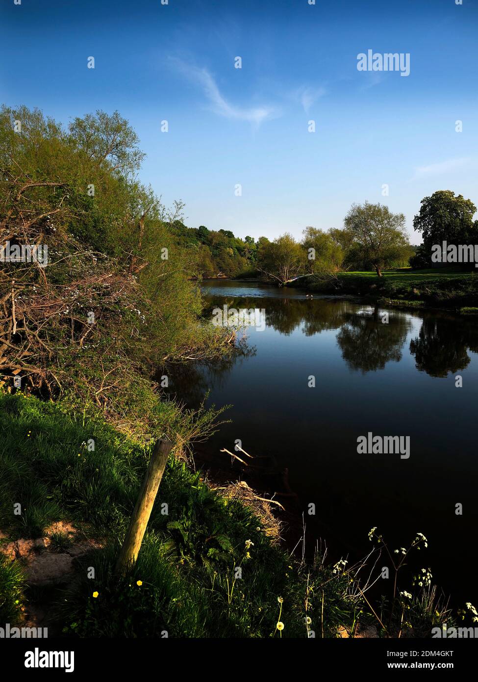 The River Wye above Hereford at Stretton Sugwas is picturesque, supporting orchards and flora. Stock Photo