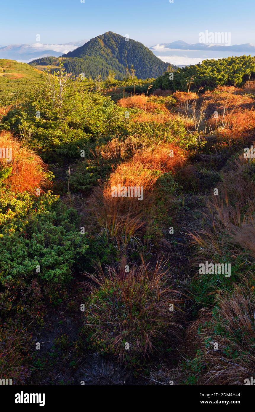 The Wind Rustles Wind rustles hi-res stock photography and images - Alamy