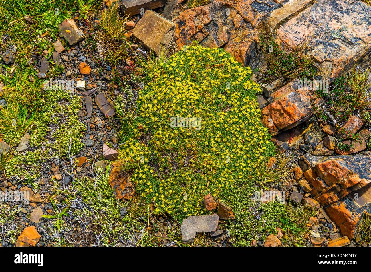 Yellow Goldmoss Sedum Ground Cover Torres del Paine National Park Patagonia Chile Stock Photo