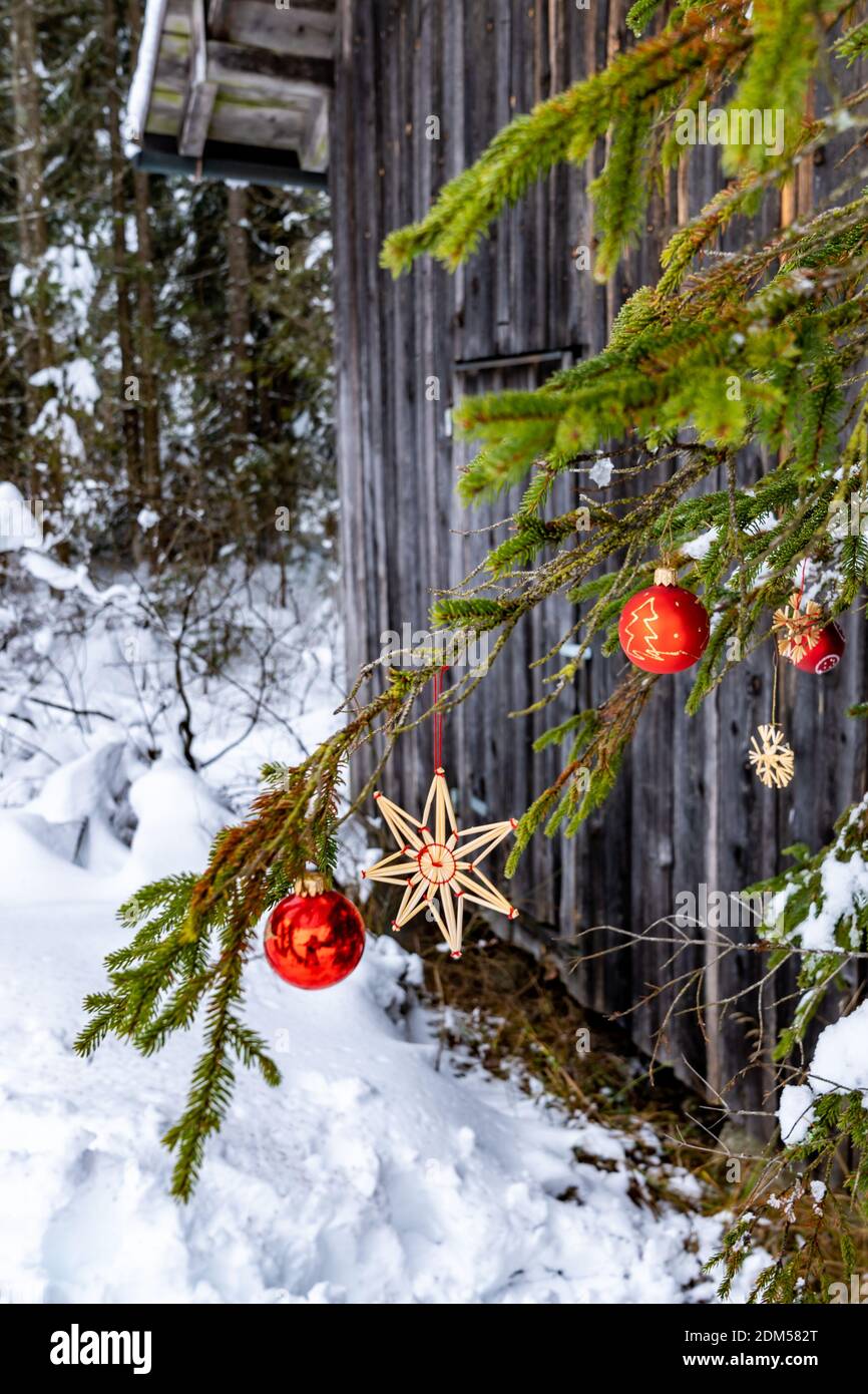 Christbaumschmuck Outdoor im verschneiten Wald. Christmas Tree decoration outdoor in snowy forest. Strohsterne, rote Kugeln, red Christmas tree ball Stock Photo