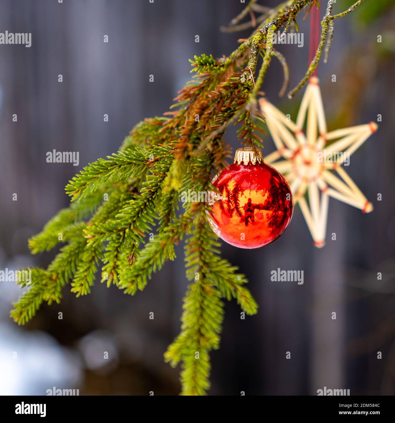 Christbaumschmuck Outdoor am Tannenzweig. Christmas tree decoration in the forest. rote Christbaumkugeln und Strohstern, Corona Christmas time Austria Stock Photo