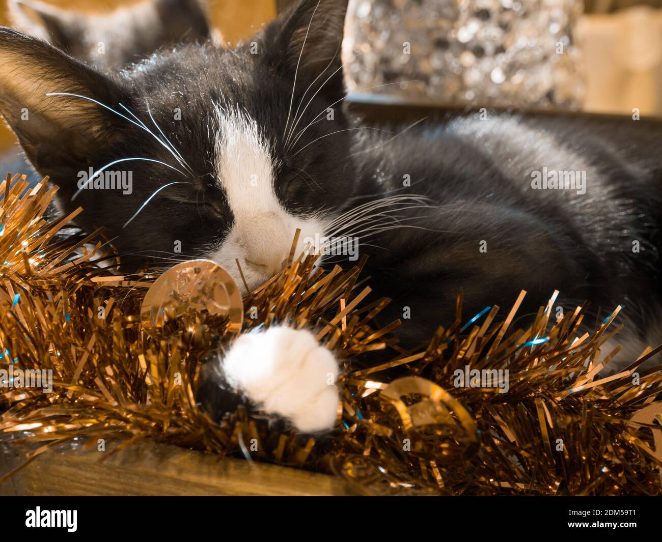 Kitten asleep with gold tinsel. Stock Photo