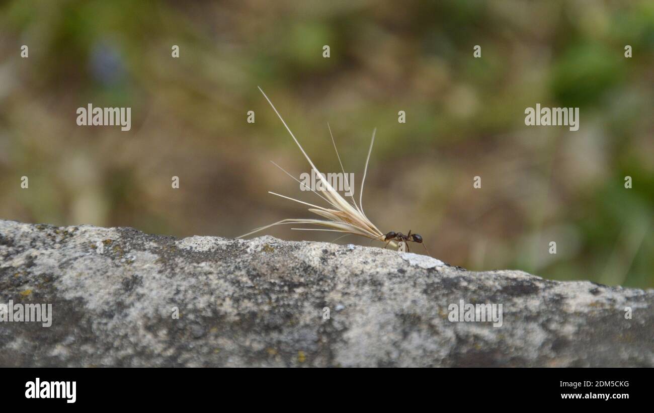 small ant walking on a rock and carrying an overlarge grain as symbol for great strength Stock Photo