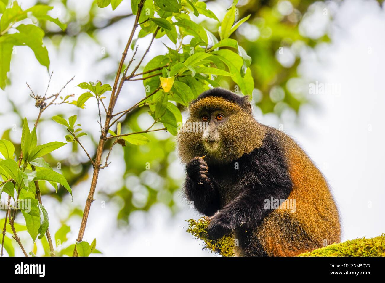 Wild And Very Rare Golden Monkey Cercopithecus Kandti In The Wild And Very Rare Golden Monkey Cercopithecus Kandti In The