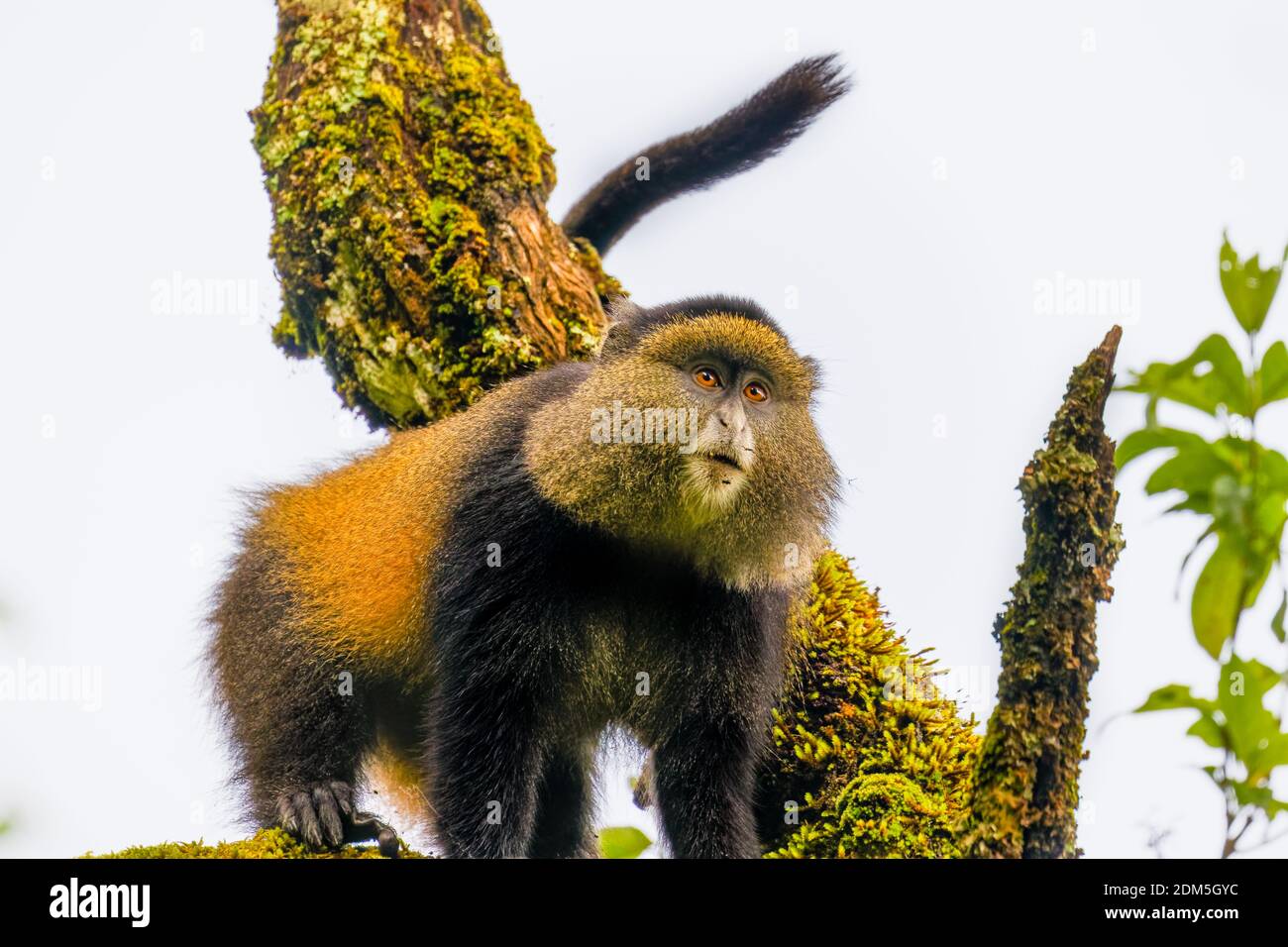 Wild And Very Rare Golden Monkey Cercopithecus Kandti In The Wild And Very Rare Golden Monkey Cercopithecus Kandti In The