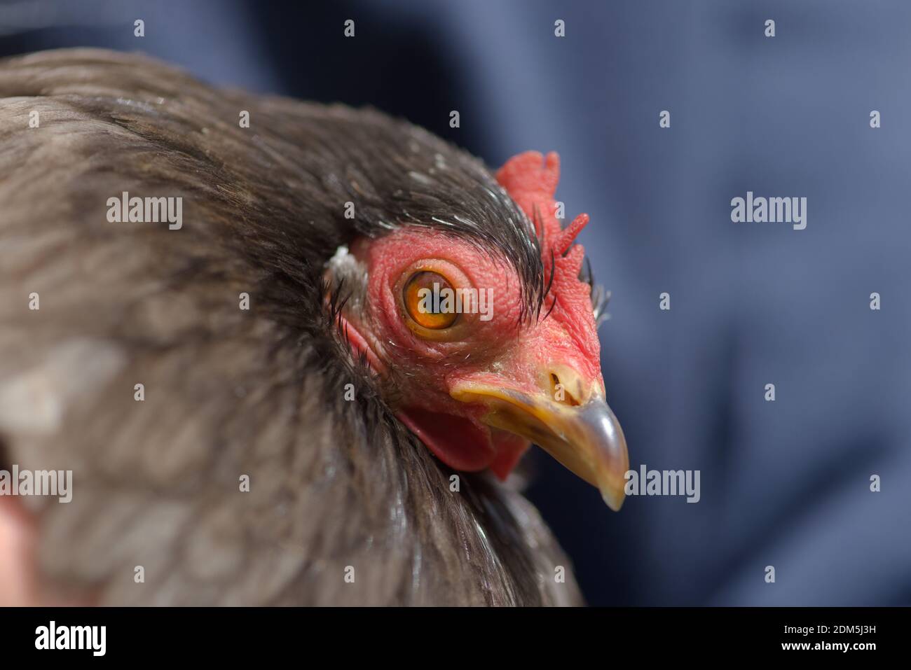 1 Sunlight catches vibrant orange eye of grey pekin bantam chicken