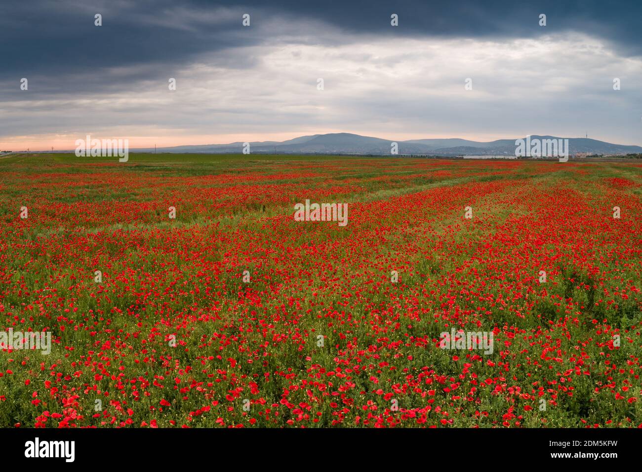 beautiful red poppy field with cloudy sky Stock Photo - Alamy