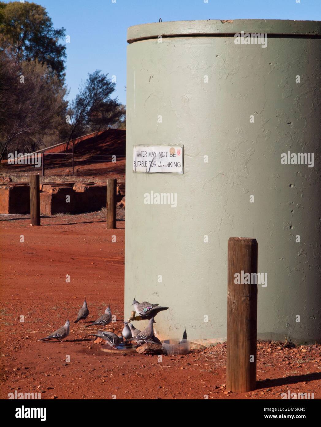 Crested Pigeons (Ocyphops tophotes) drinking from a water tank in the Australian Outback. Stock Photo