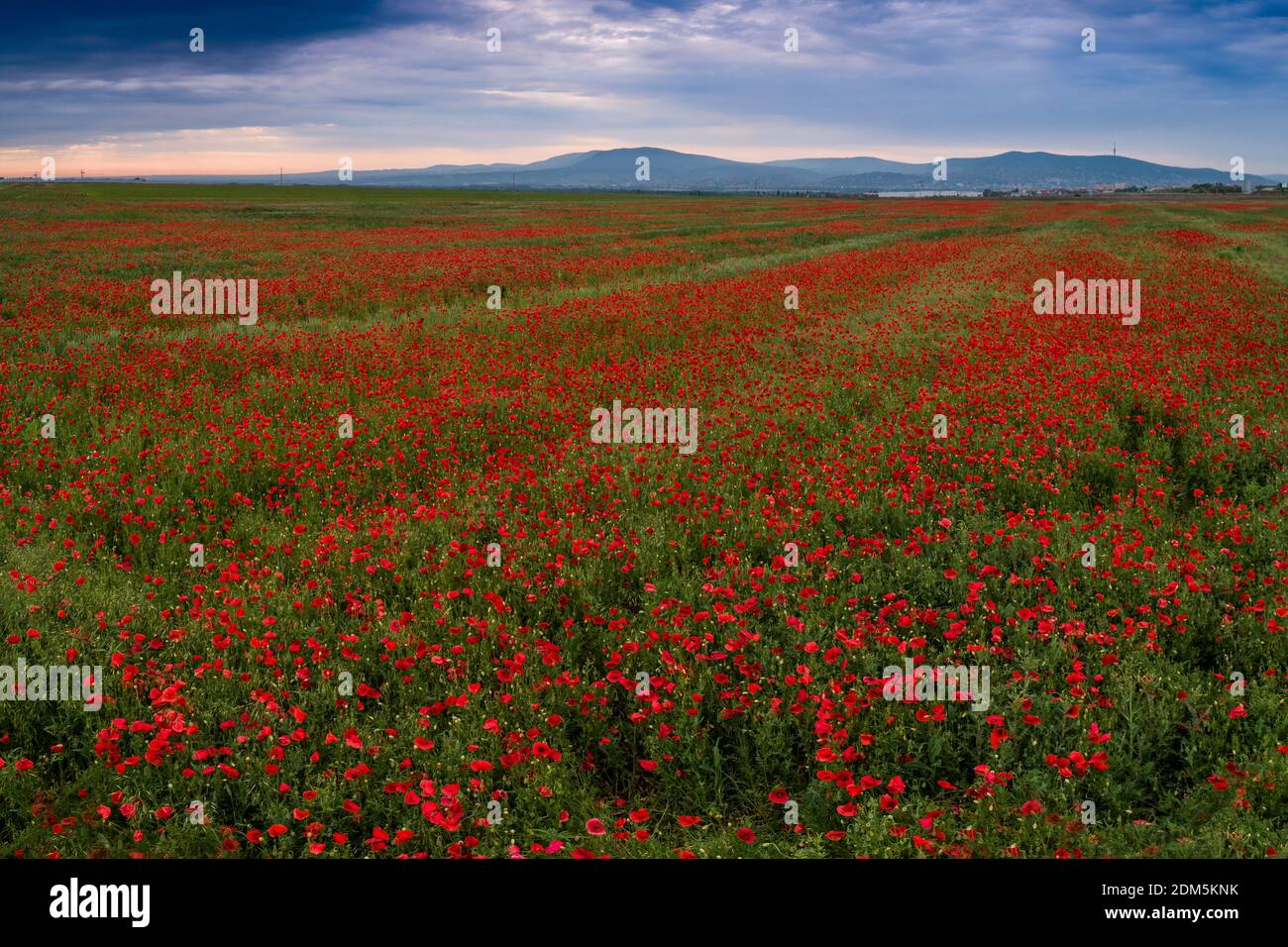 beautiful red poppy field with cloudy sky Stock Photo - Alamy