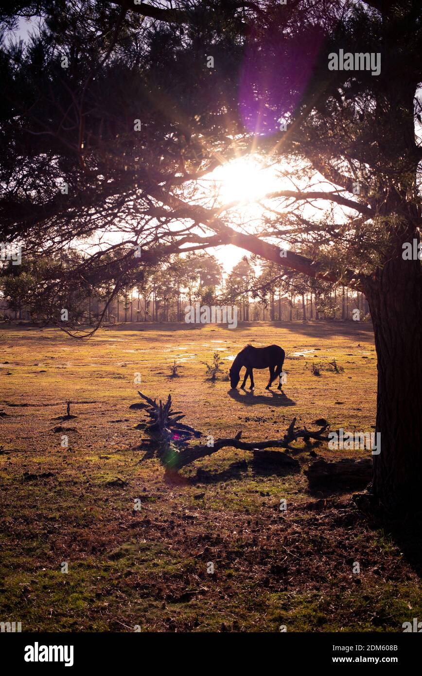 The sun sets over The New Forest national park Hampshire England with a new forest pony framed by a tree as the sun breaks through the branches. Stock Photo
