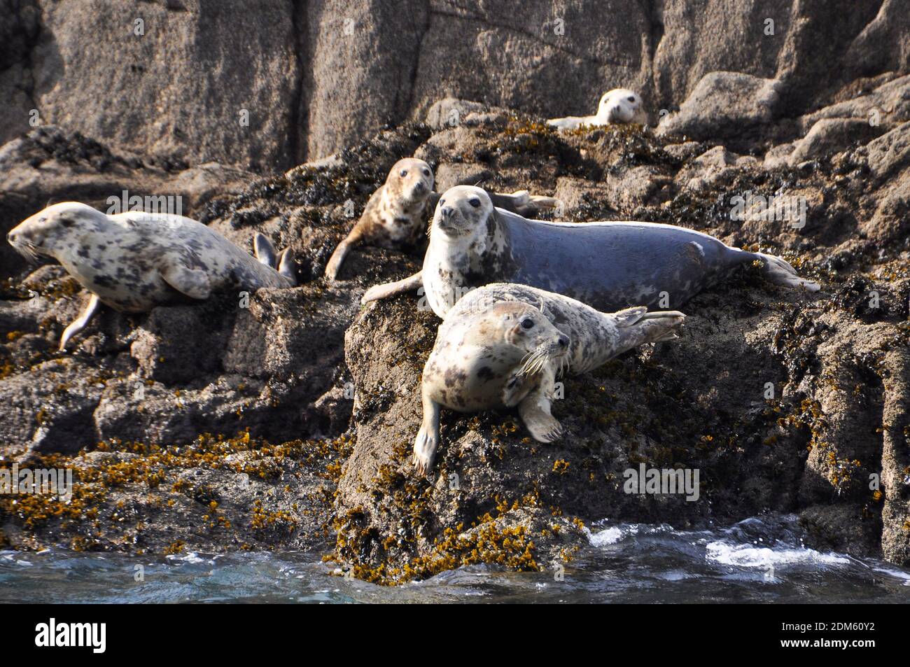 A group of North Atlantic Grey Seals keep a wary eye on a boat full of visitors from the rocks in the Isles of Scilly archipelago. Cornwall, UK Stock Photo