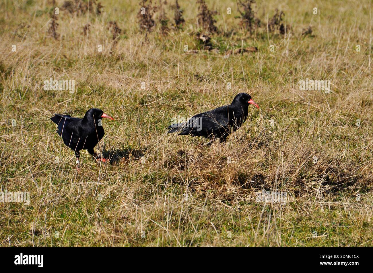 Choughs,'Pyrrhocorax pyrrhocorax' searching for insects and invertebrates in a clifftop field in Cornwall.Distinctive features are bright orange bill Stock Photo
