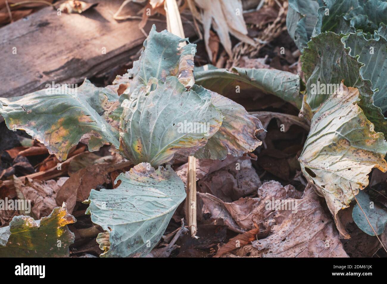 diseased cabbage leaves affected by pests and pathogenic fungi. Cabbage