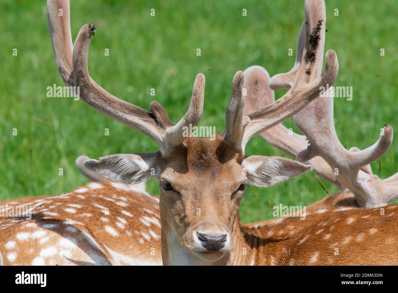 Head Shot Of A Male Fallow Deer In A Herd Of Deer Stock Photo