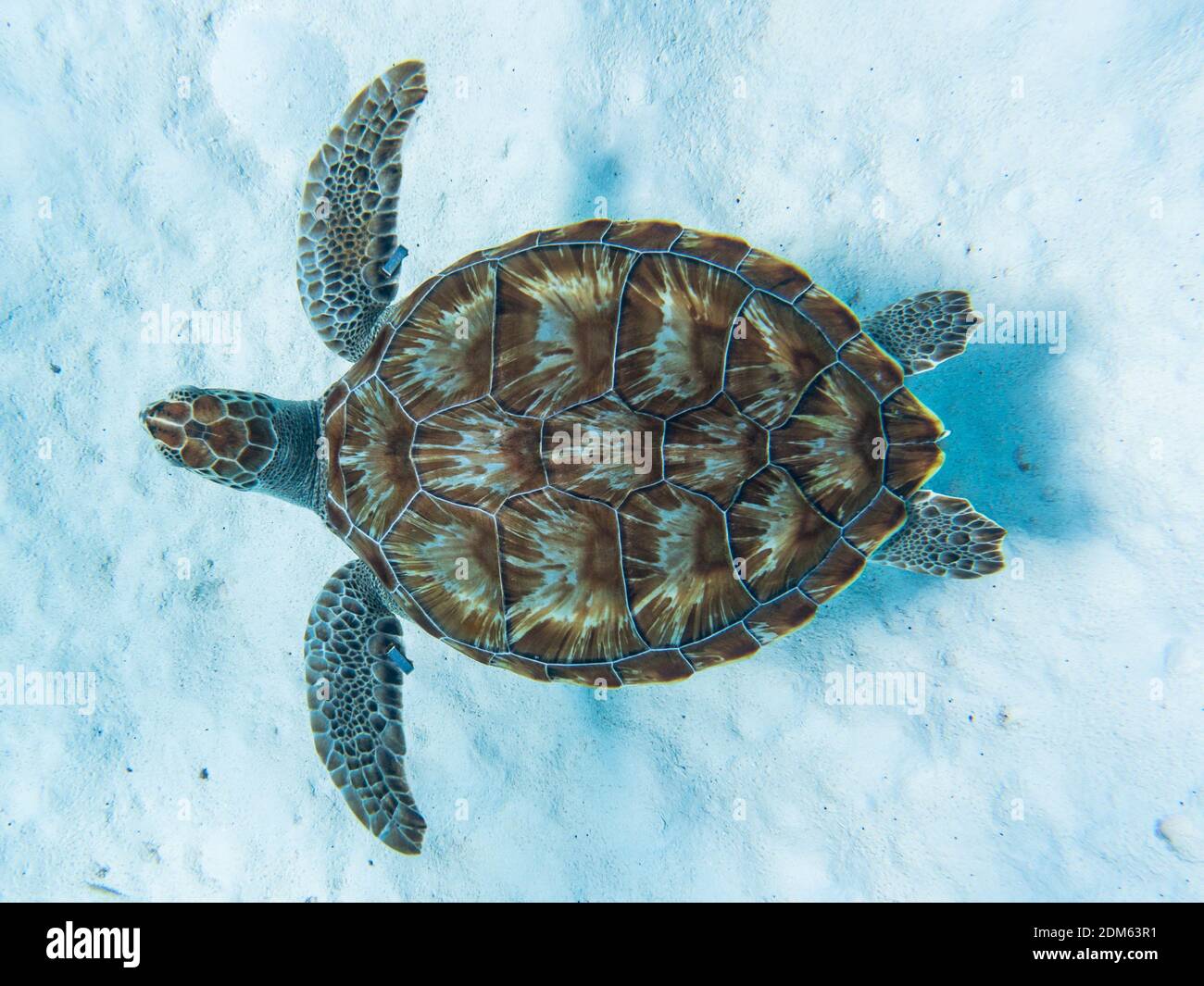 An amazing shot of a sea turtle swimming in the crystally clear water ...